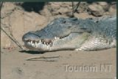 Krokodile ganz nah erleben-NT Tiere Croc 7.jpg